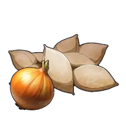 洋葱种子